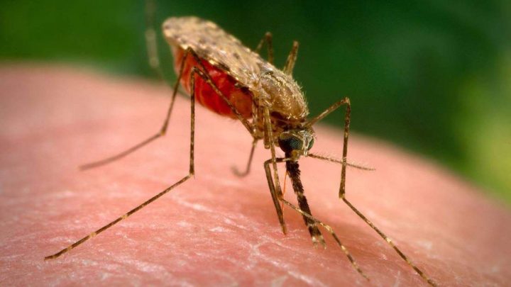 Малярия — откуда  в наших краях?