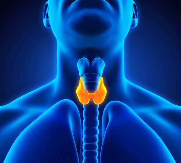 Щитовидная железа —  факторы  риска.