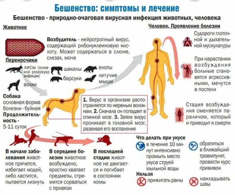 Бешенство